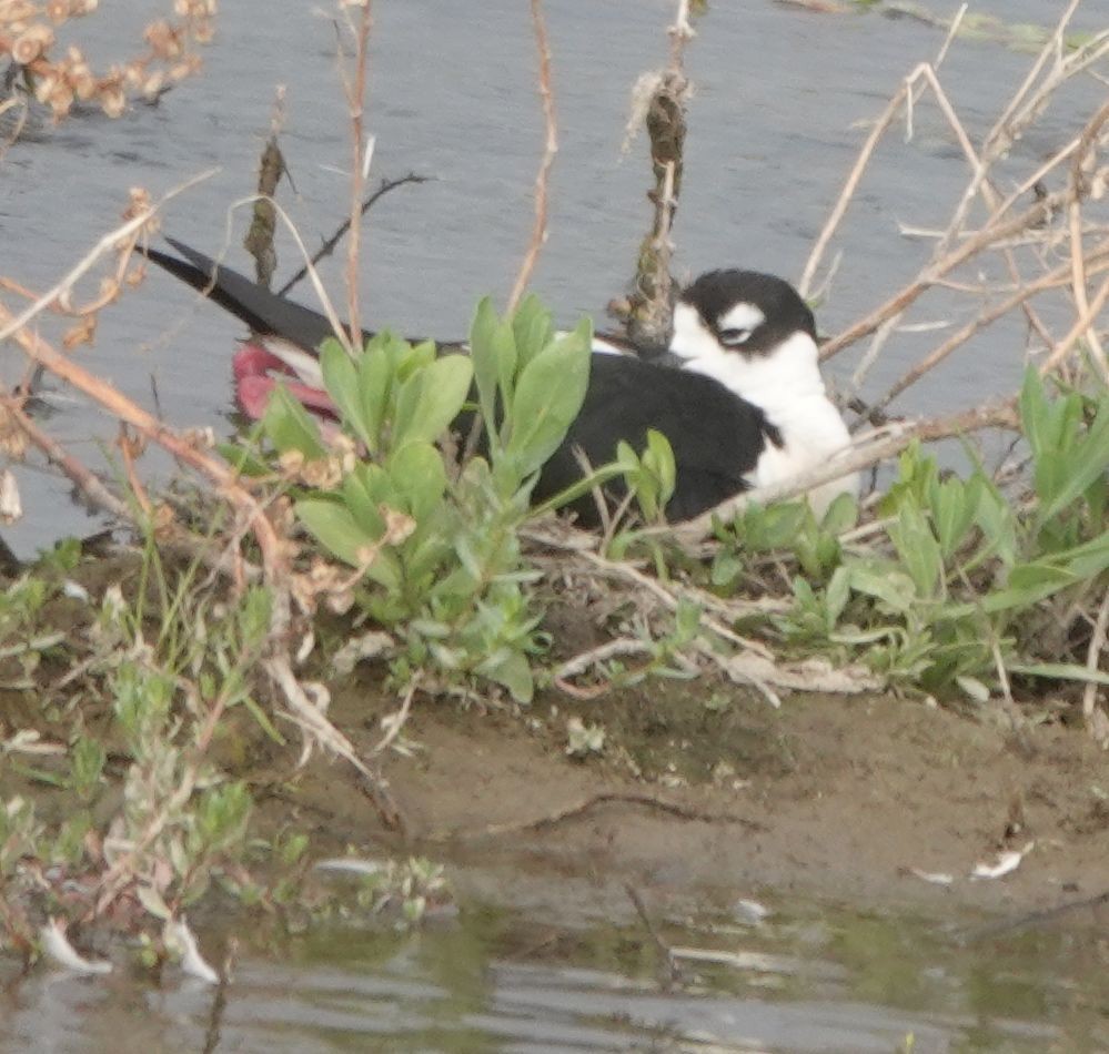 Black-necked Stilt - Brad Rumble