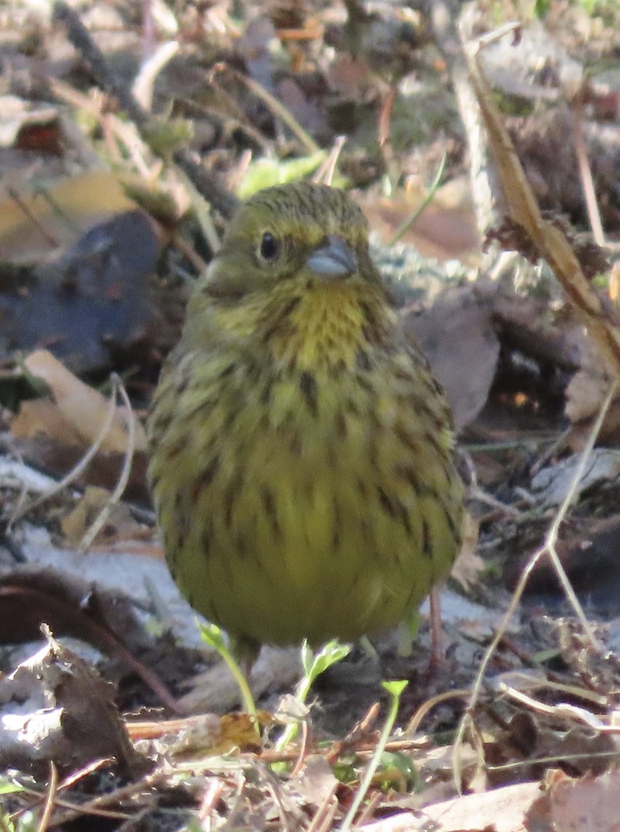 Yellowhammer - Suzanne Roberts