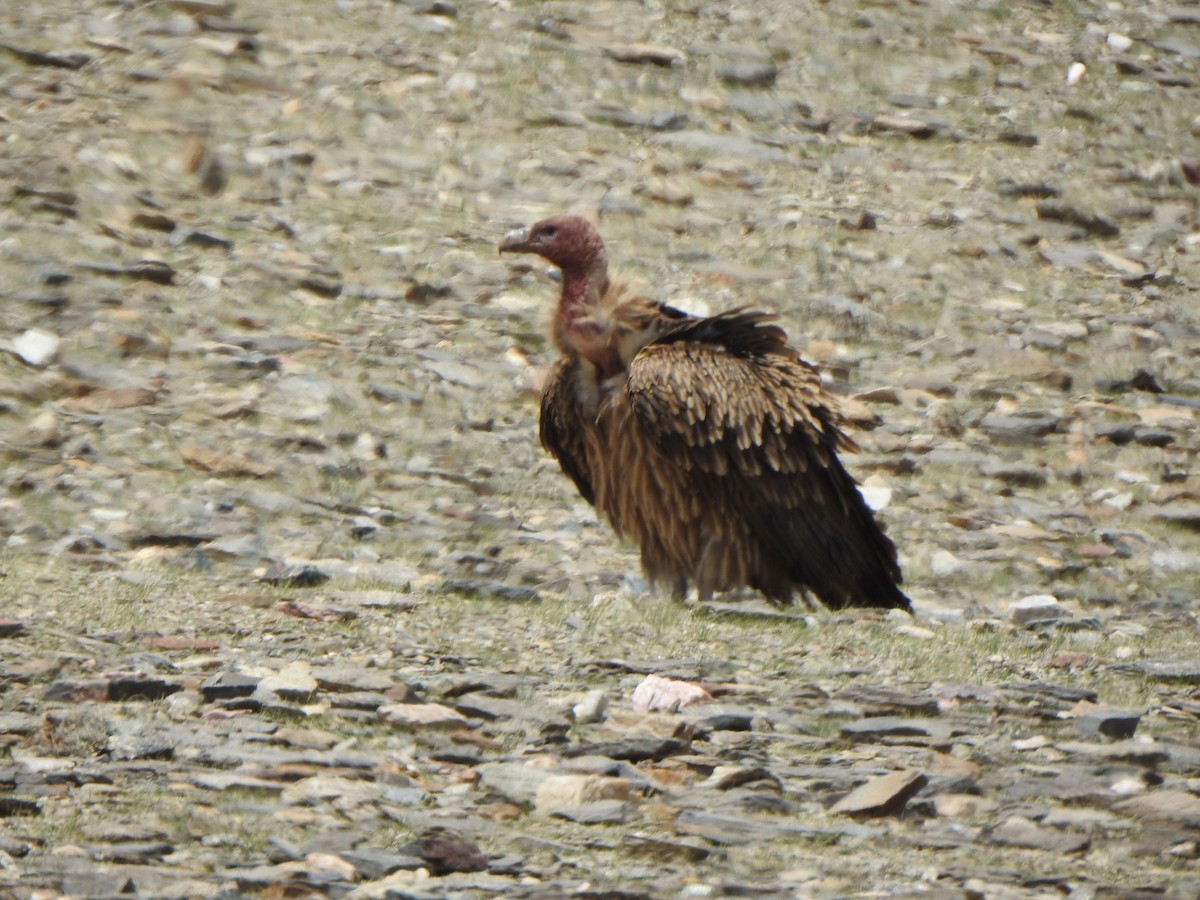 Himalayan Griffon - Selvaganesh K