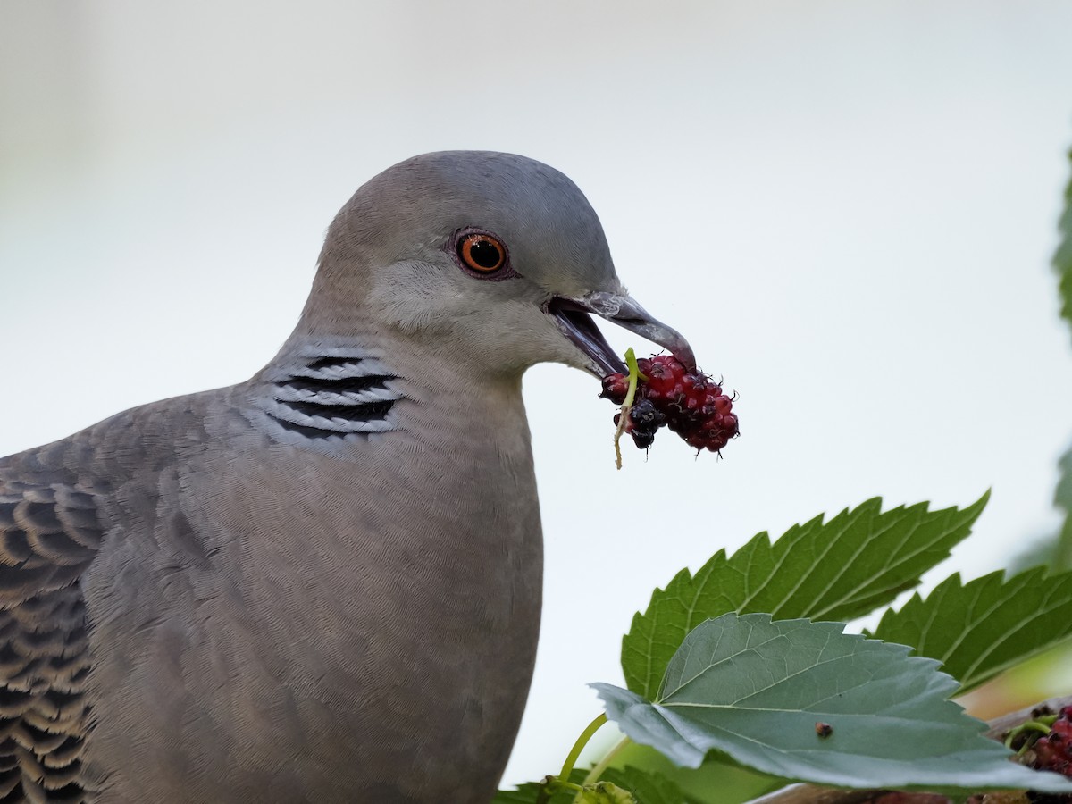 金背鳩 - ML619280033