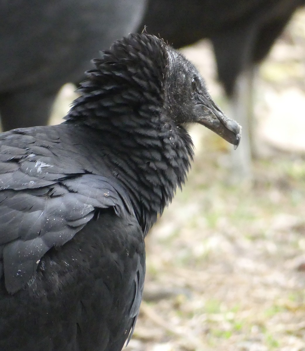 Black Vulture - Phil Gunson