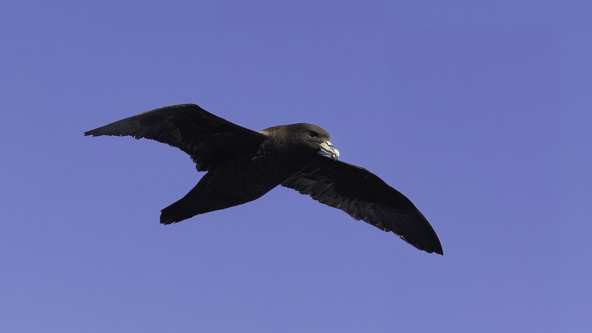 White-chinned Petrel - Markus Craig