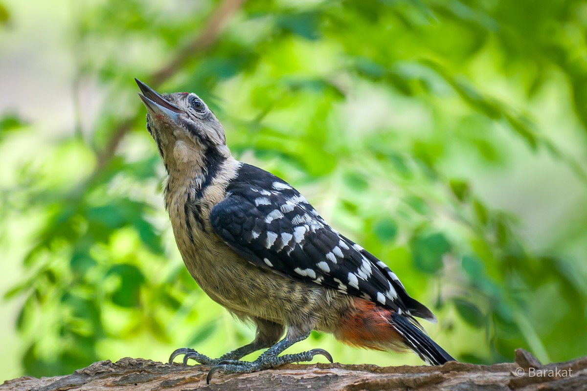 Fulvous-breasted Woodpecker - Munshi Abul Barakat