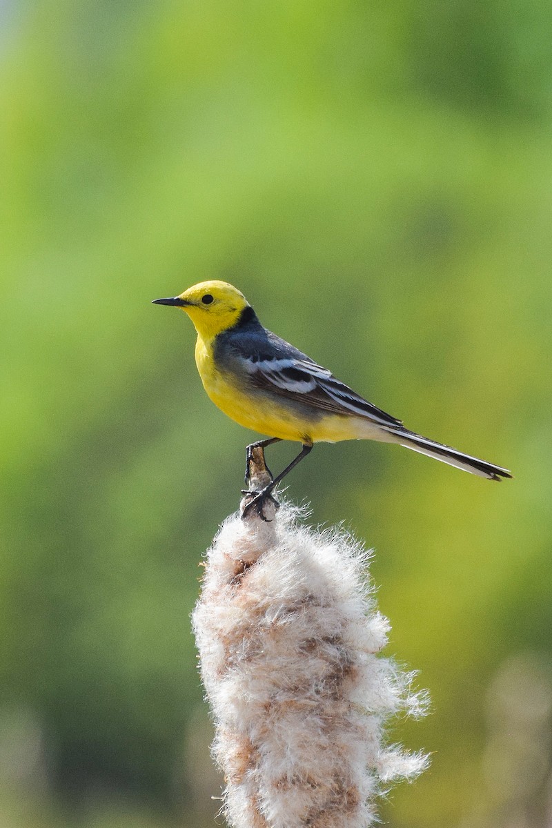 Citrine Wagtail - Valentina Mezhetskaia