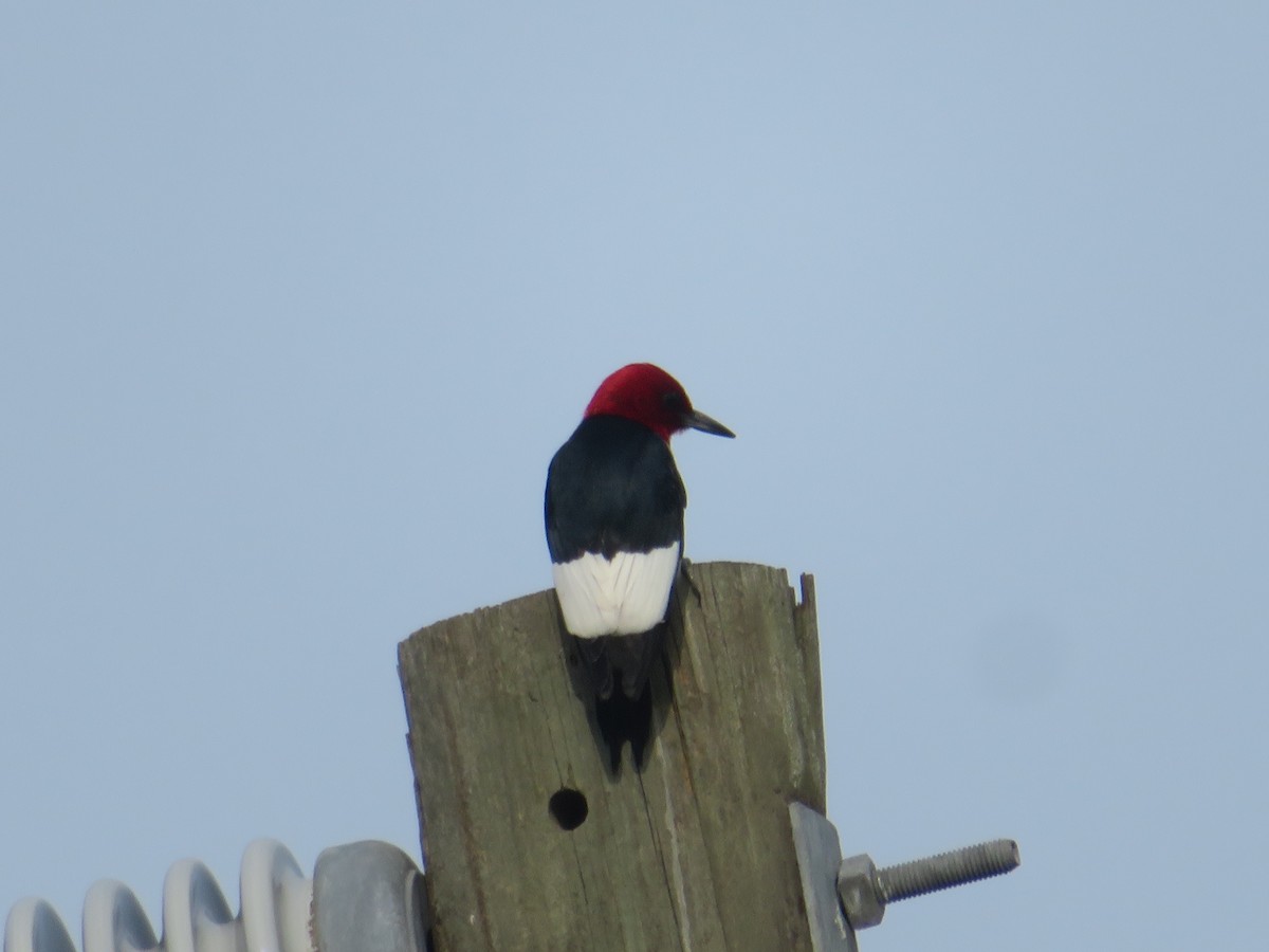 Red-headed Woodpecker - ML619280125