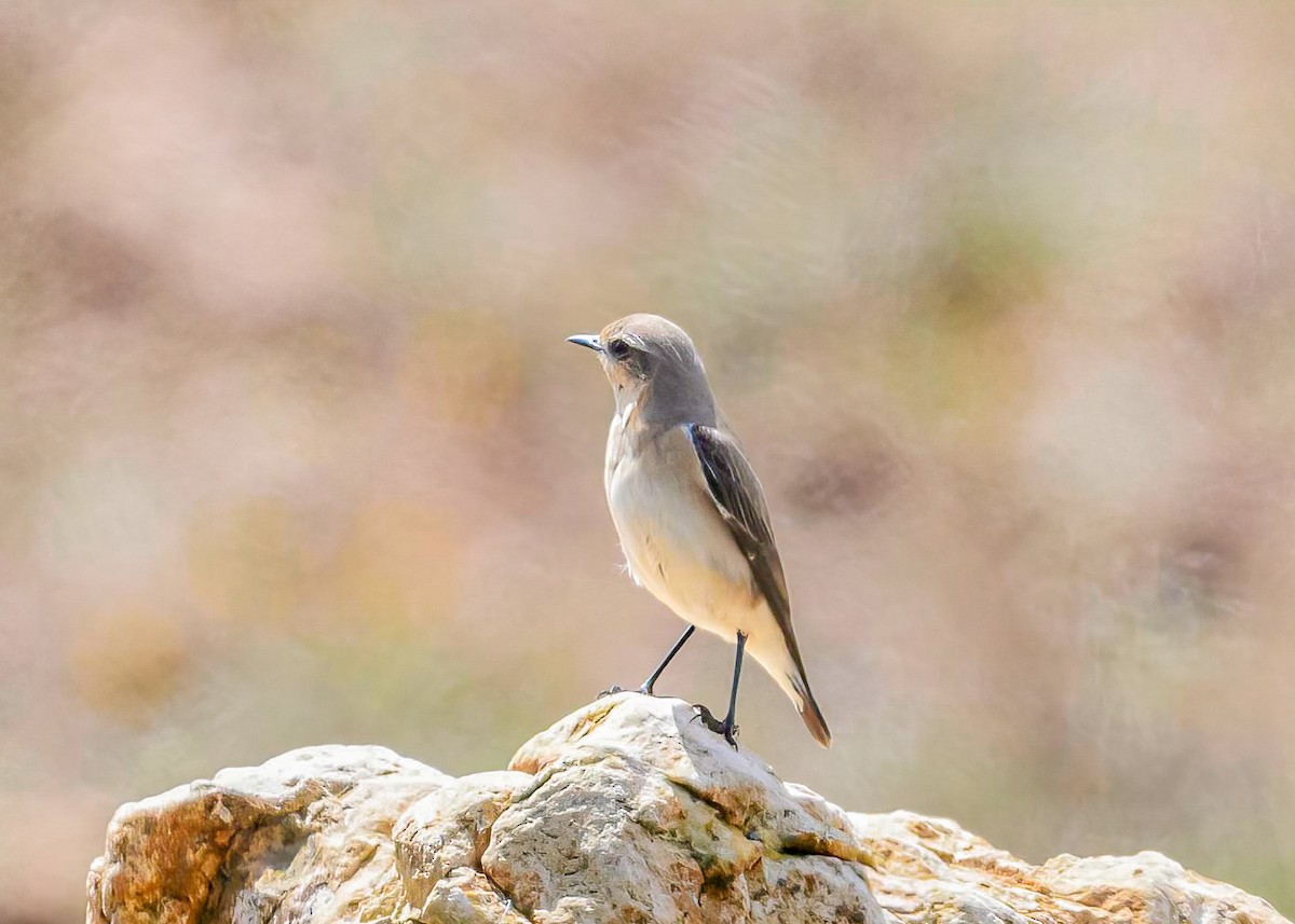 Northern Wheatear - Mac Aragon