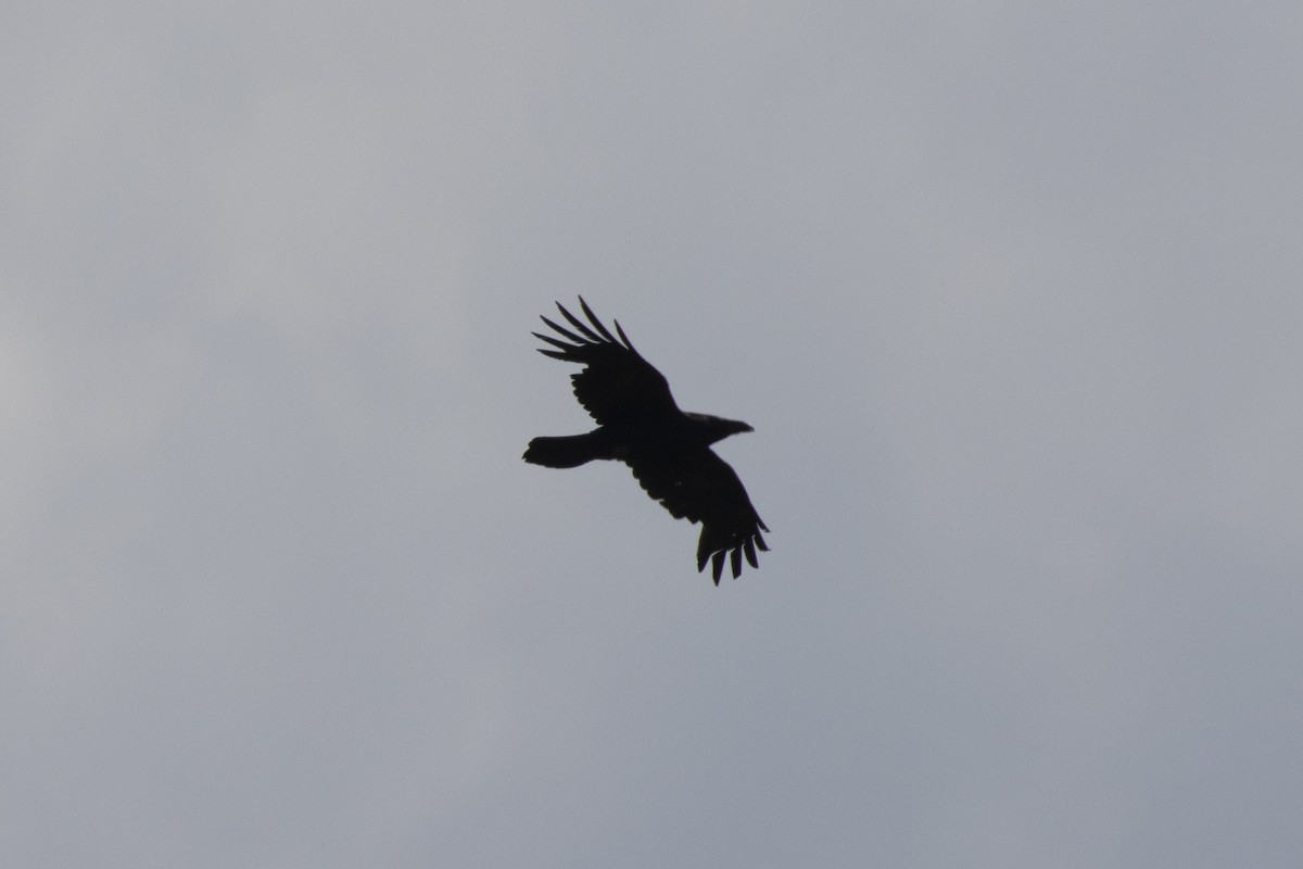 Common Raven - Sebastiano Ercoli