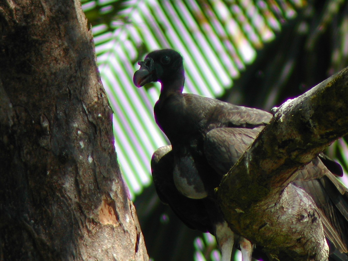 King Vulture - ML619280138