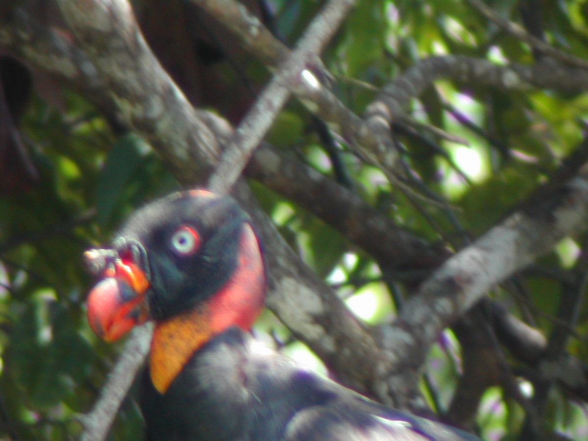 King Vulture - ML619280140