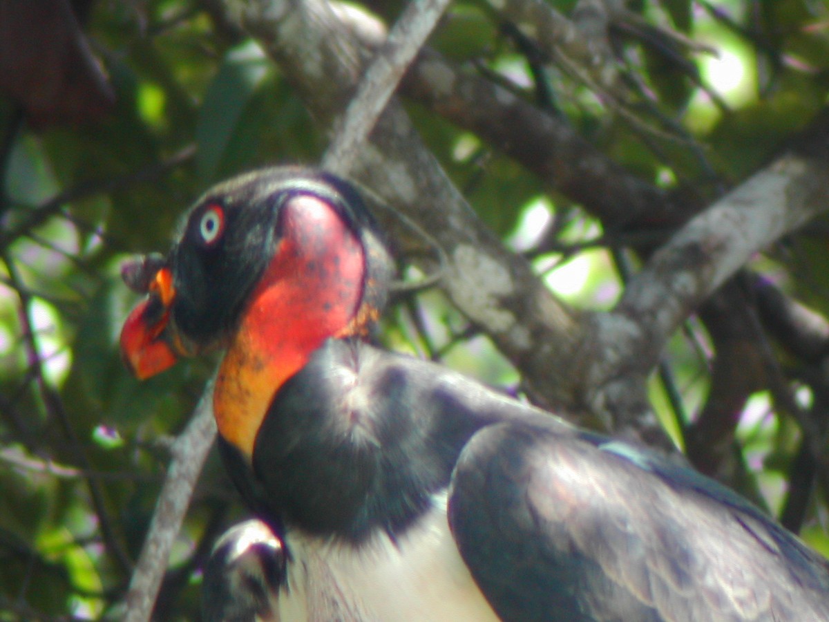 King Vulture - ML619280141