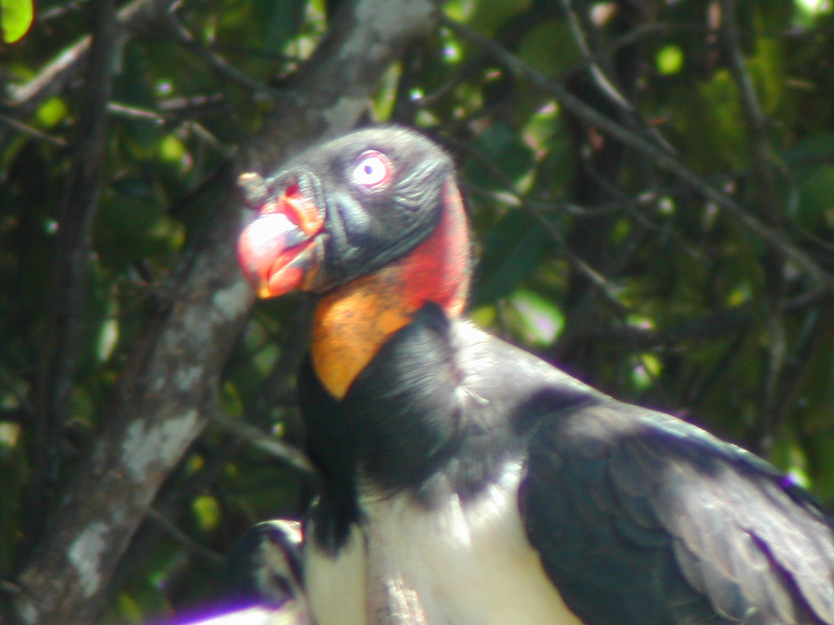 King Vulture - ML619280142