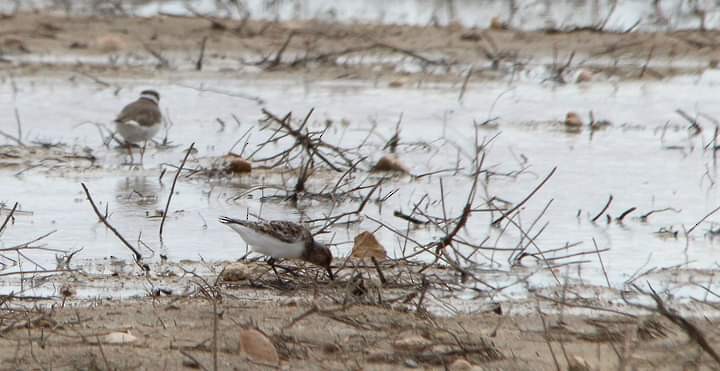 Gambecchio comune - ML619280149