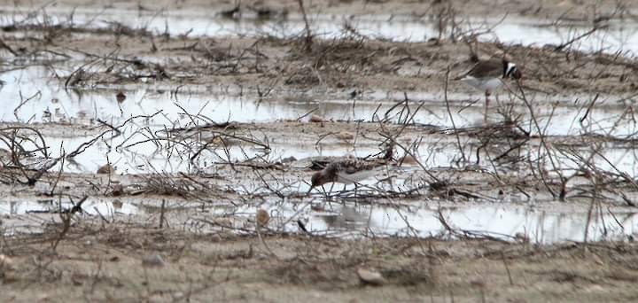 Little Stint - Víctor González