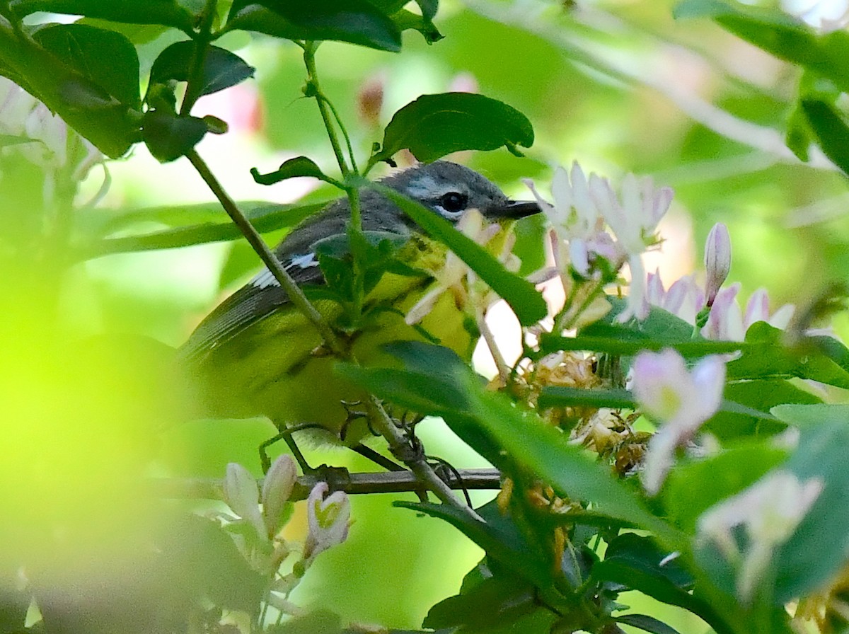 Magnolia Warbler - Kristen Cart