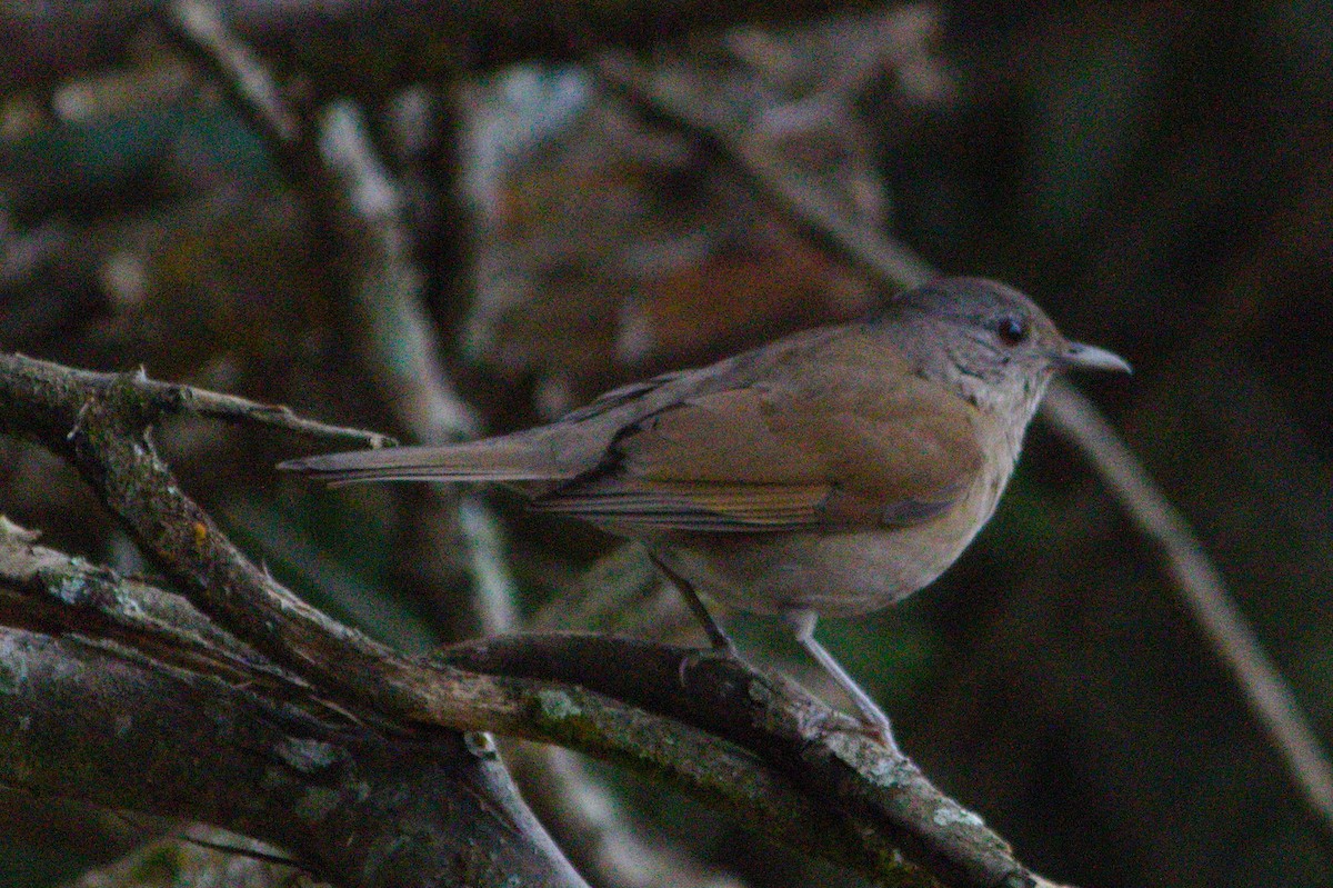 Pale-breasted Thrush - Rita Sousa