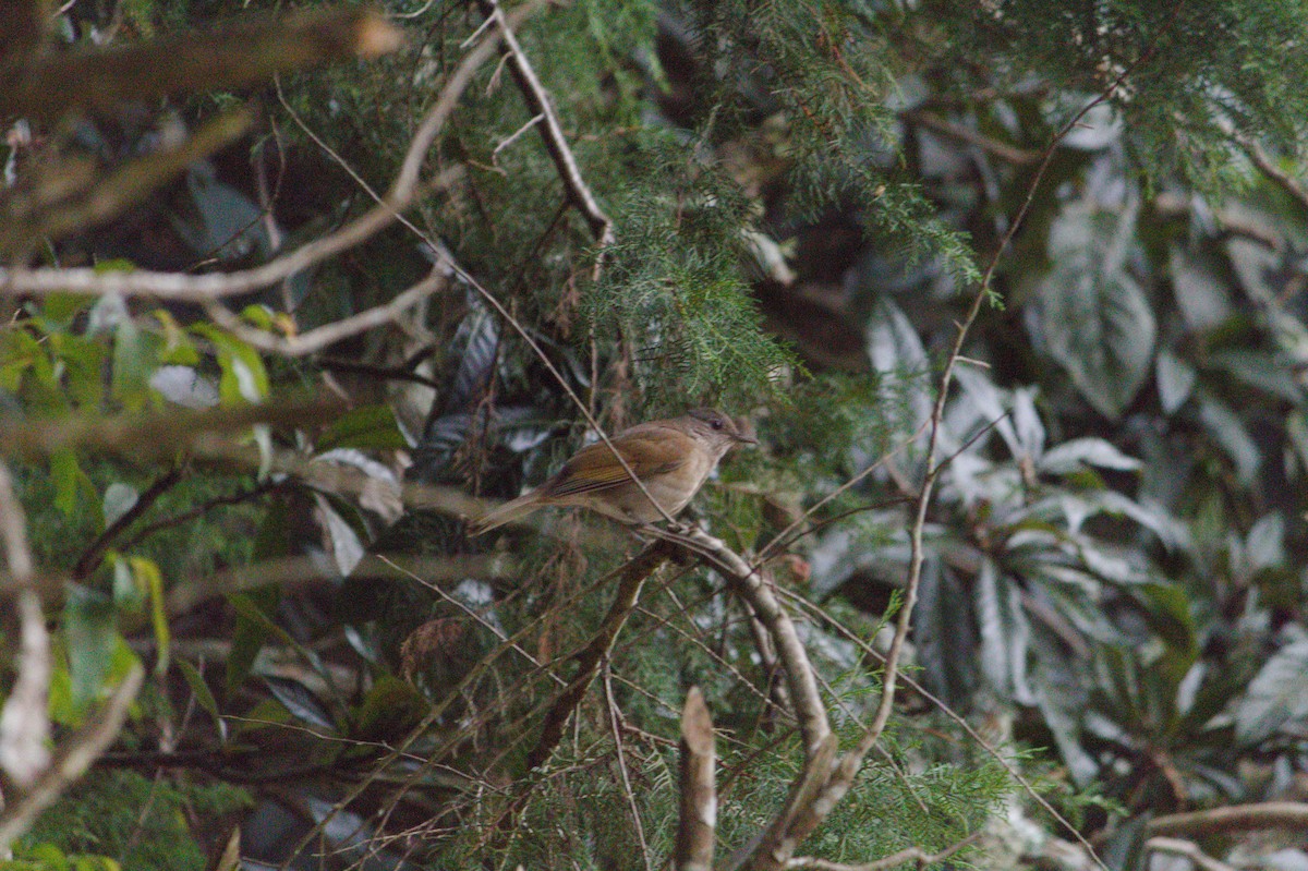 Pale-breasted Thrush - Rita Sousa