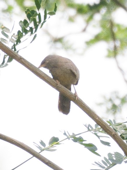 Jungle Babbler - Munshi Abul Barakat