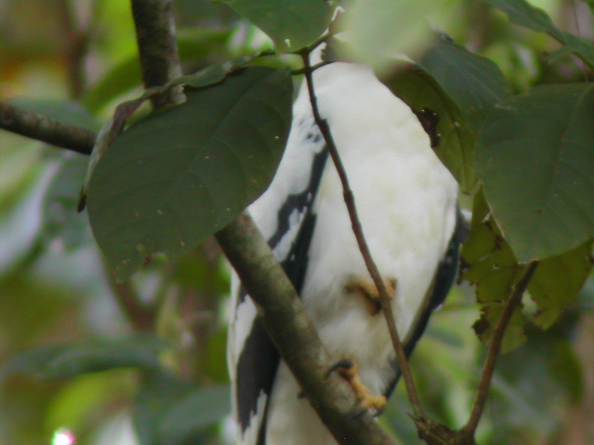 White-tailed Kite - Marcos Lacasa