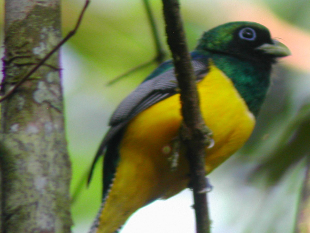 Northern Black-throated Trogon - Marcos Lacasa