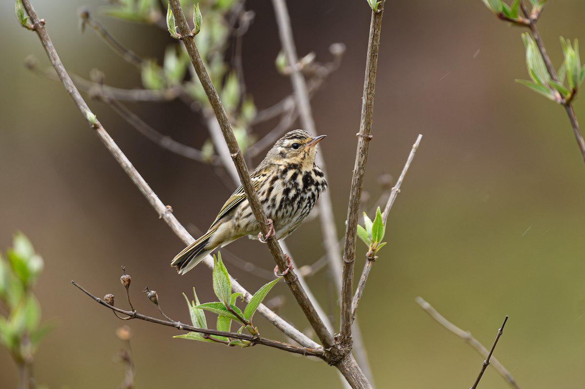 Olive-backed Pipit - ML619280248
