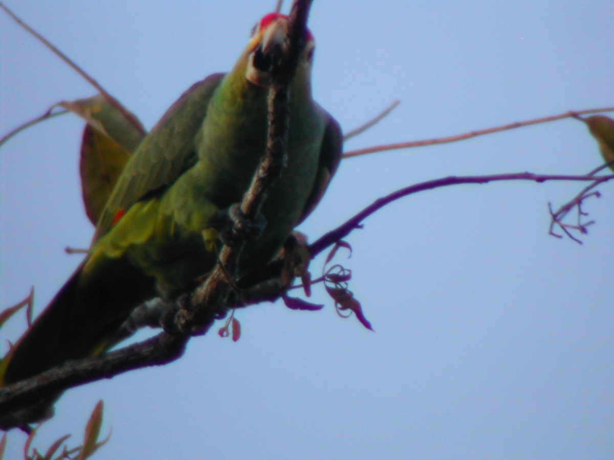 Red-lored Parrot - Marcos Lacasa