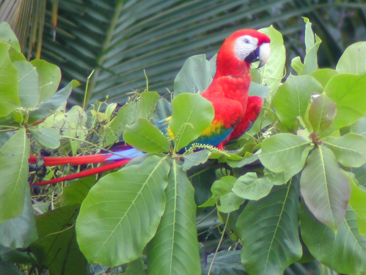 Scarlet Macaw - ML619280254