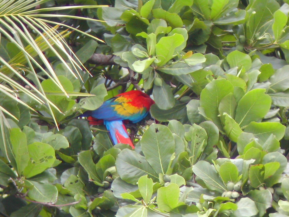 Scarlet Macaw - ML619280256