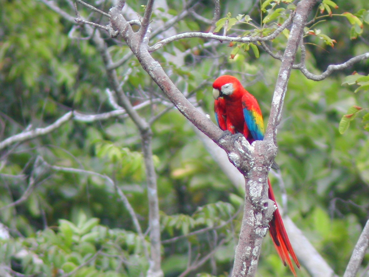 Scarlet Macaw - ML619280258