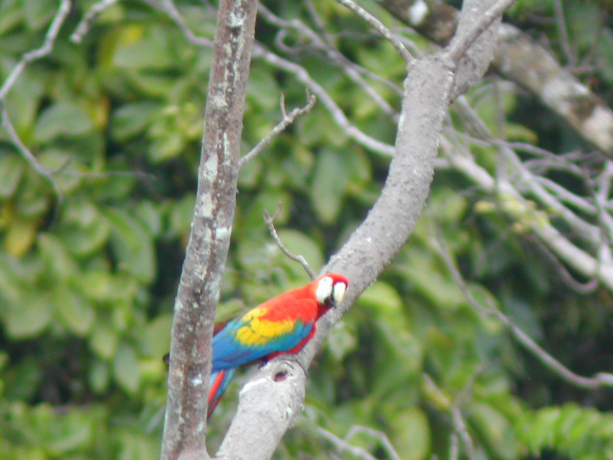 Scarlet Macaw - ML619280259