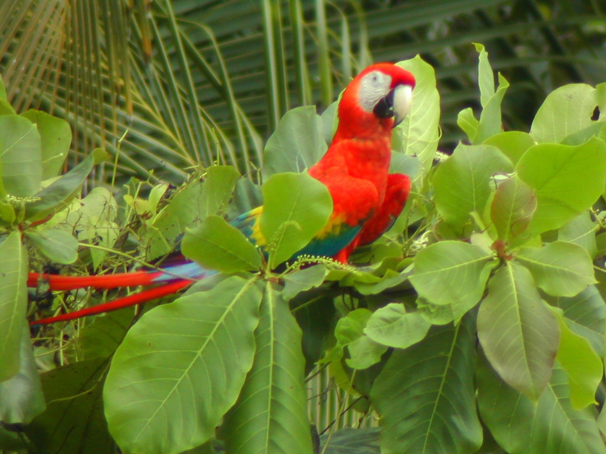 Scarlet Macaw - ML619280260