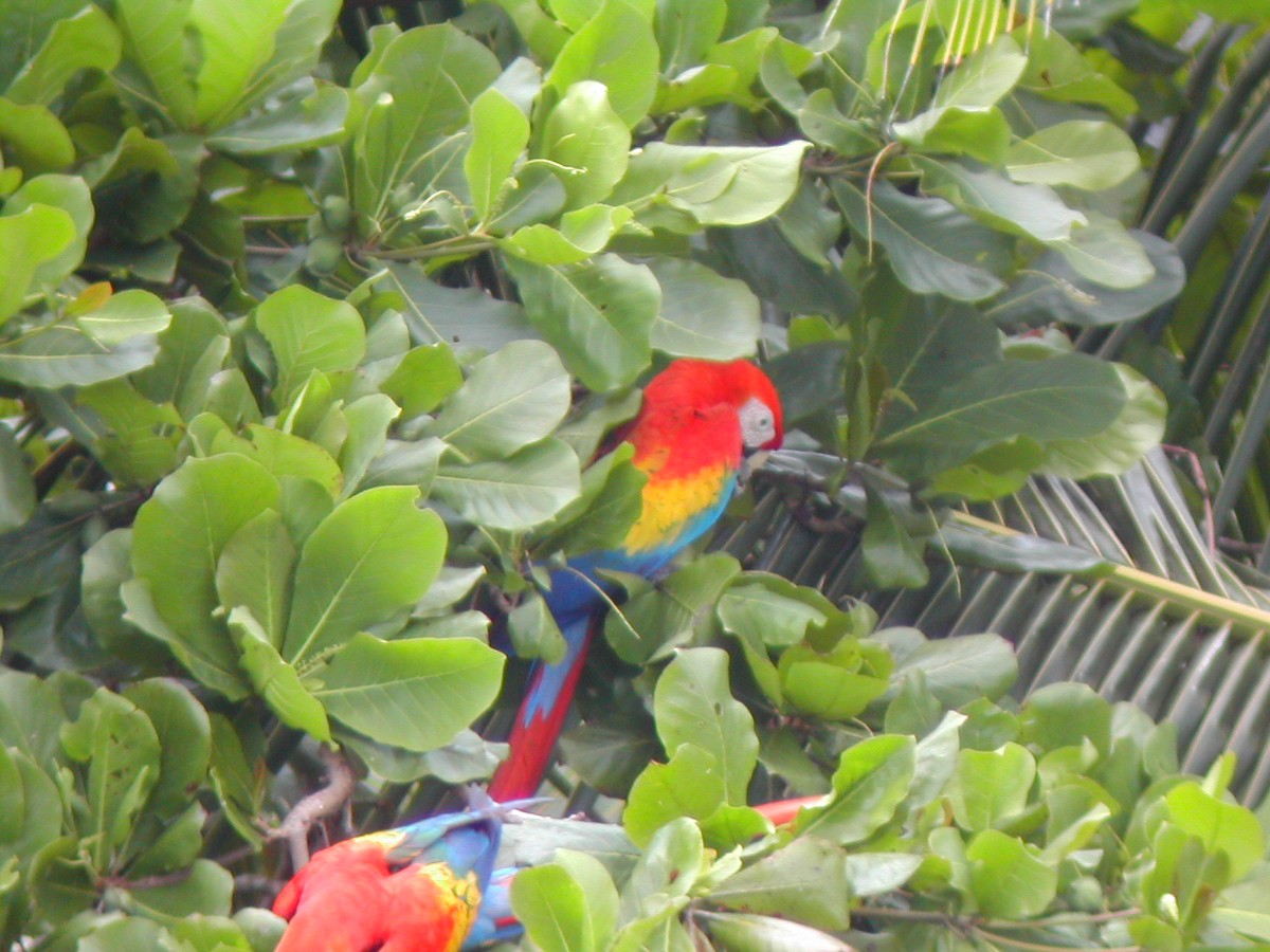 Scarlet Macaw - ML619280262