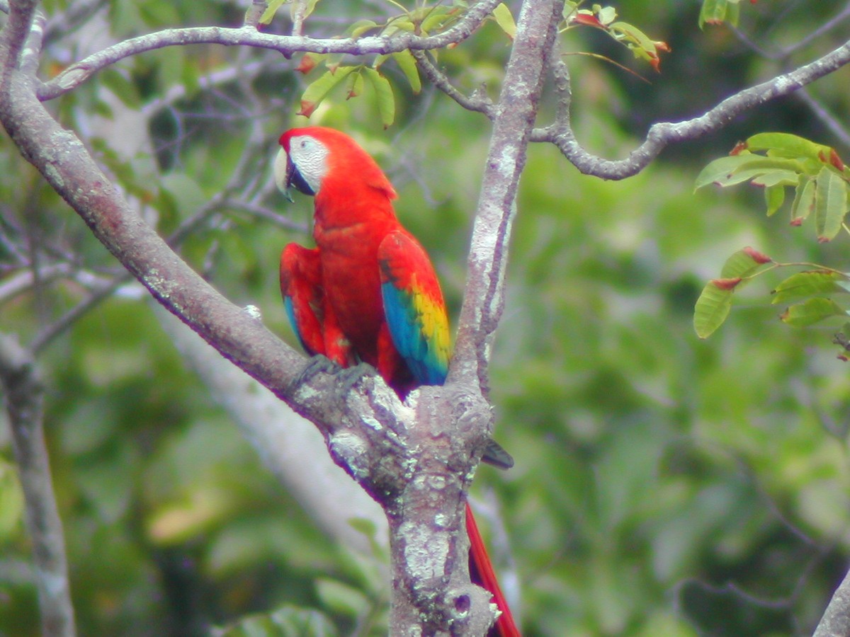 Scarlet Macaw - ML619280263