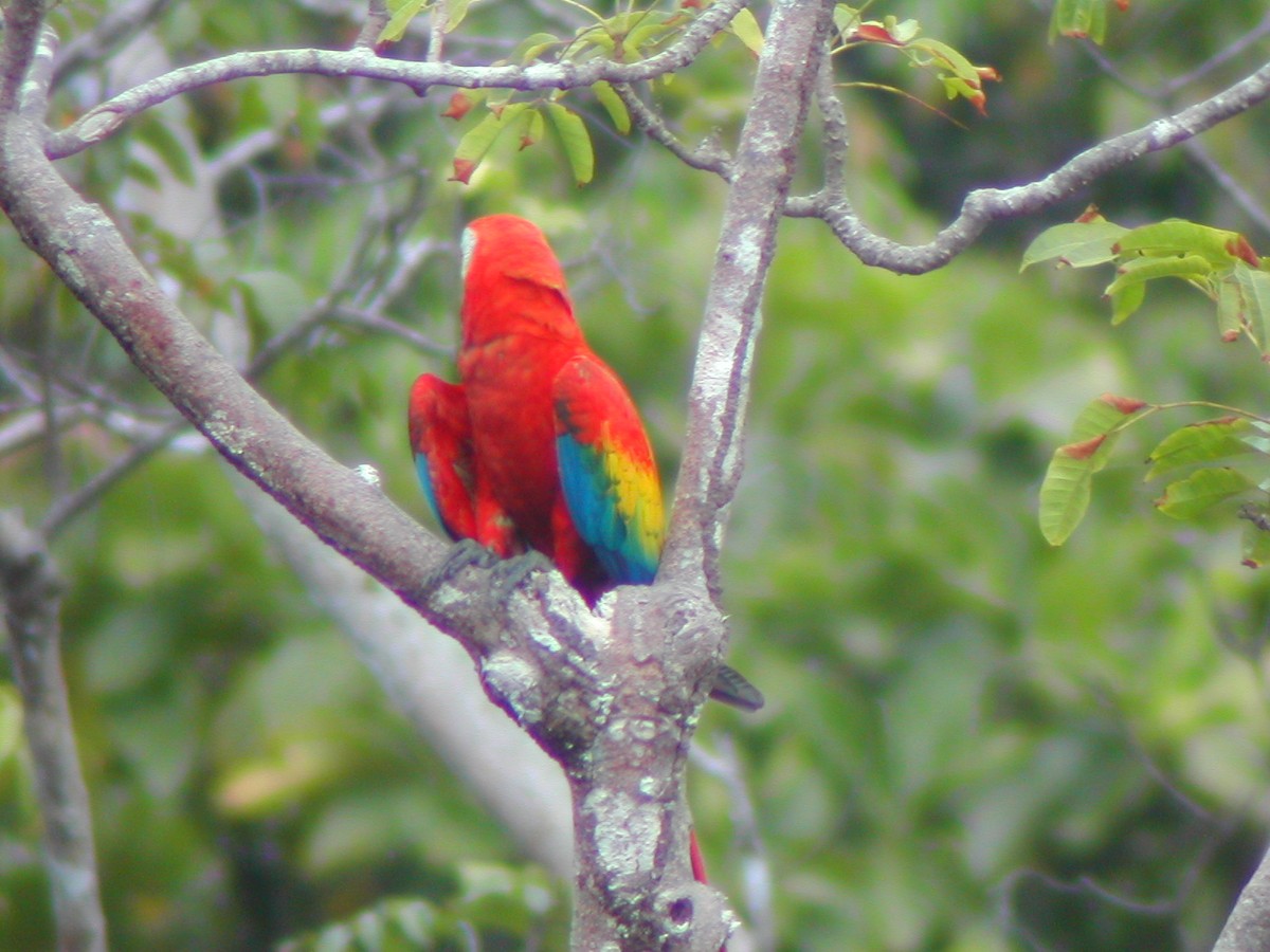 Scarlet Macaw - ML619280264