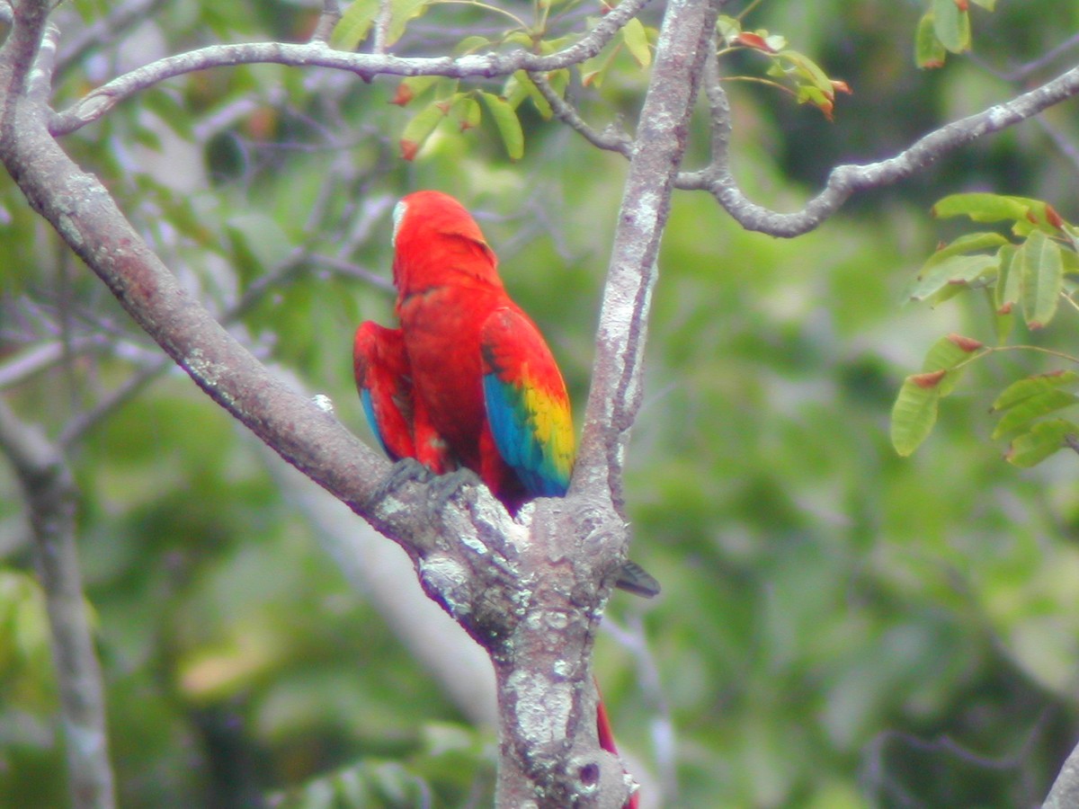Scarlet Macaw - ML619280265