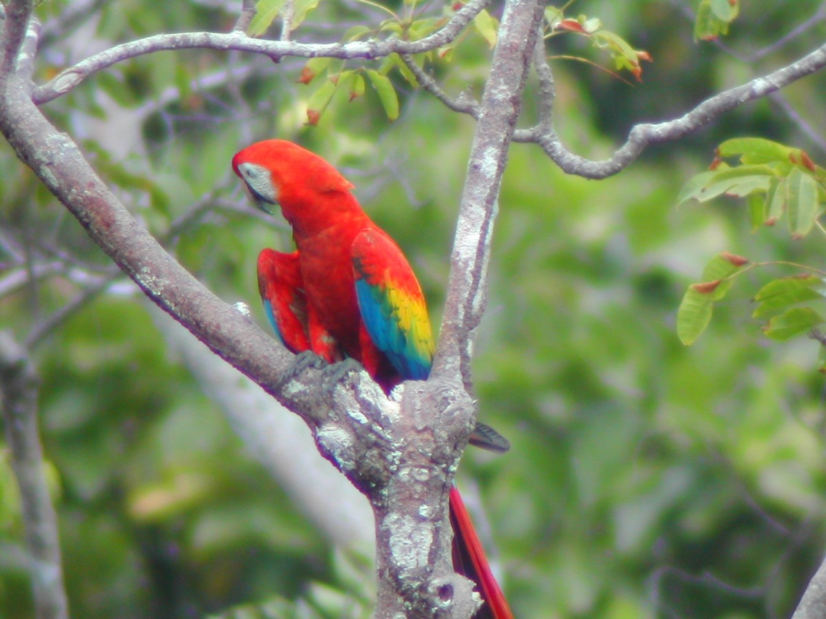 Scarlet Macaw - ML619280266