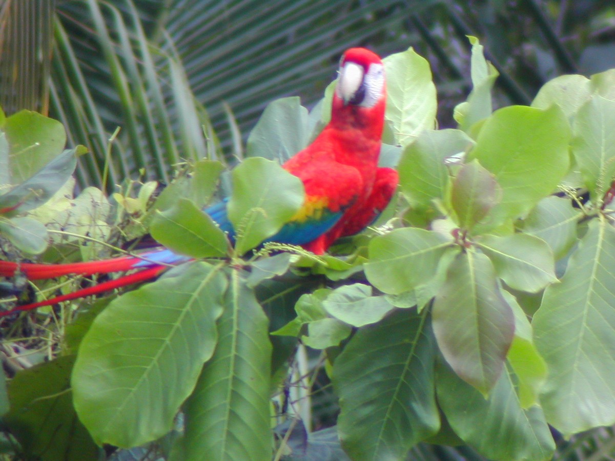 Scarlet Macaw - ML619280268