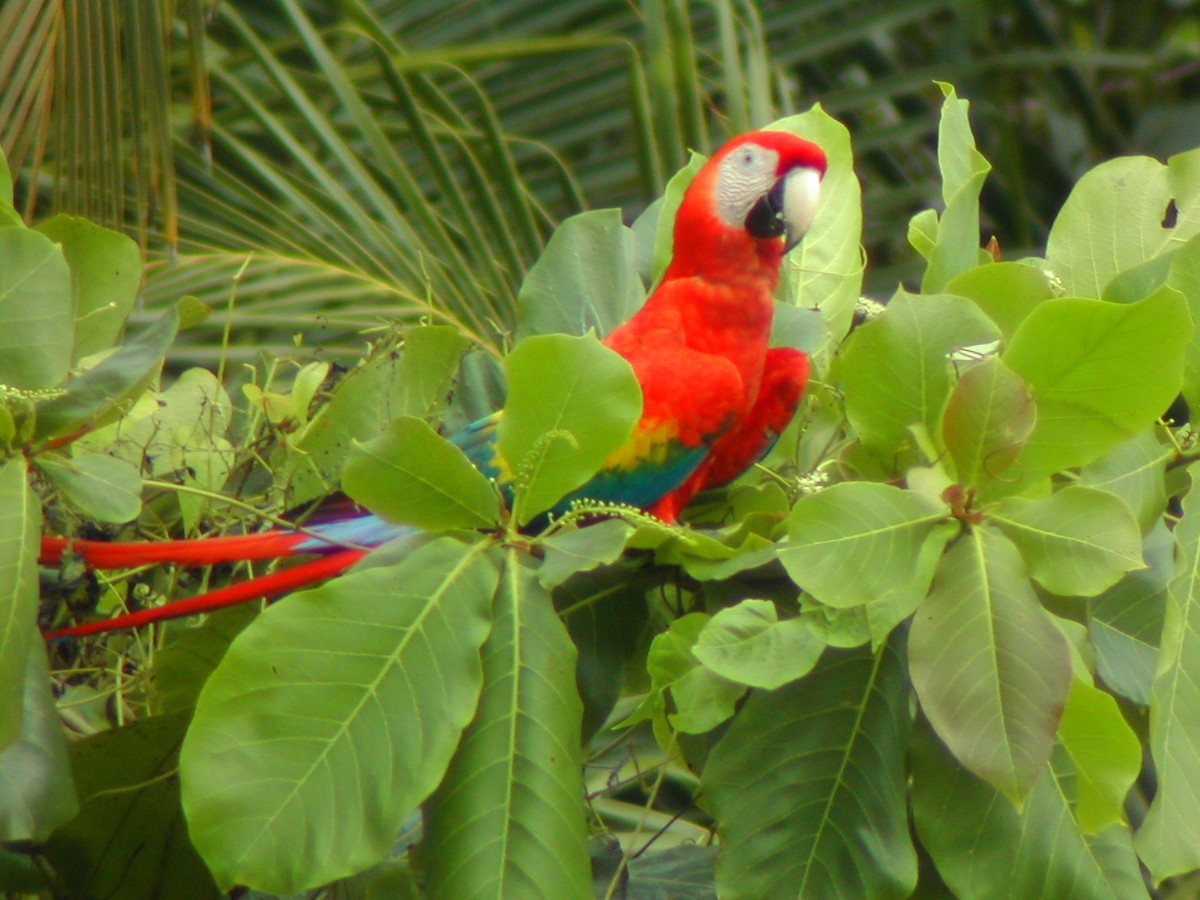Scarlet Macaw - ML619280269