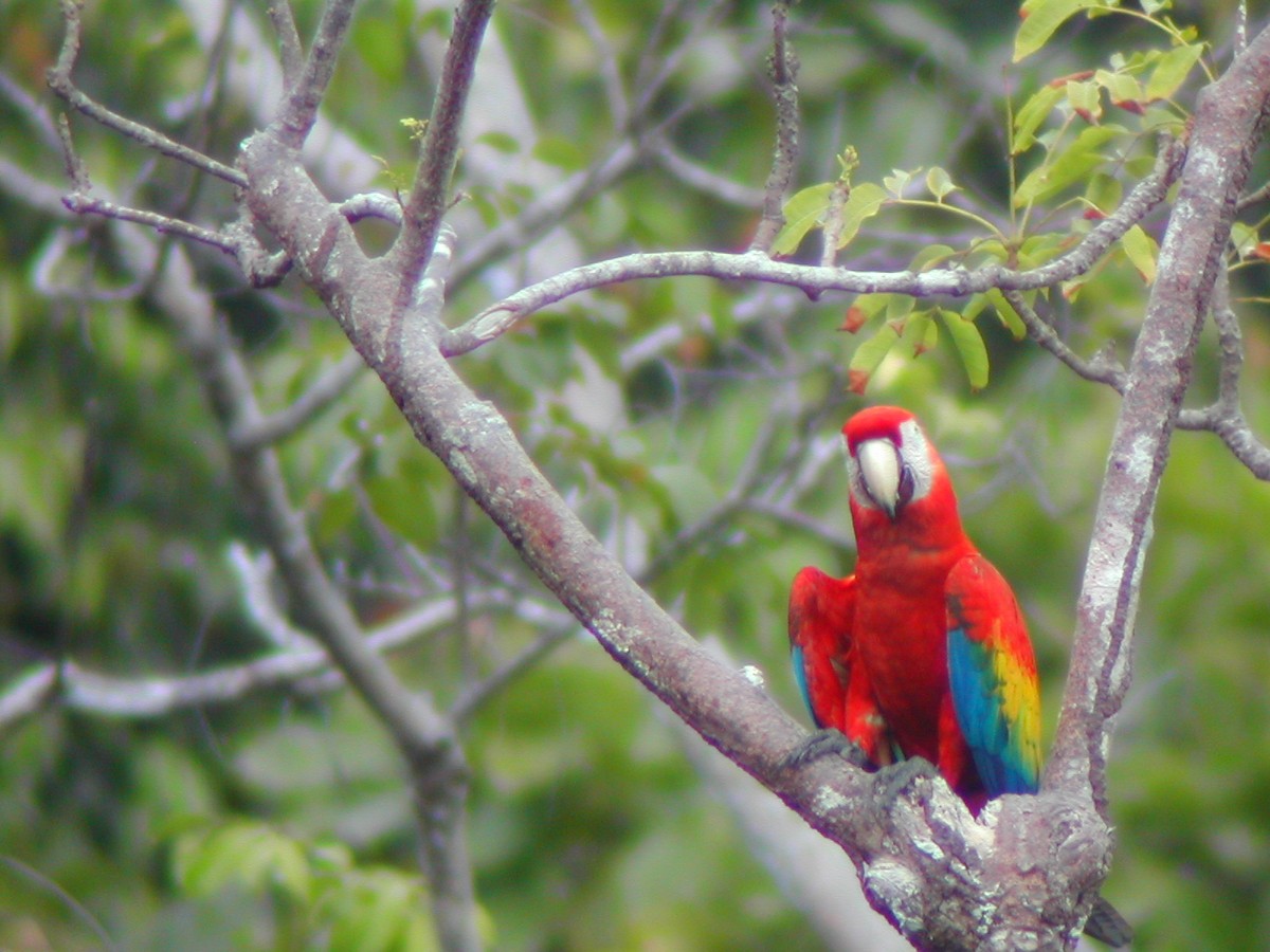 Scarlet Macaw - ML619280270