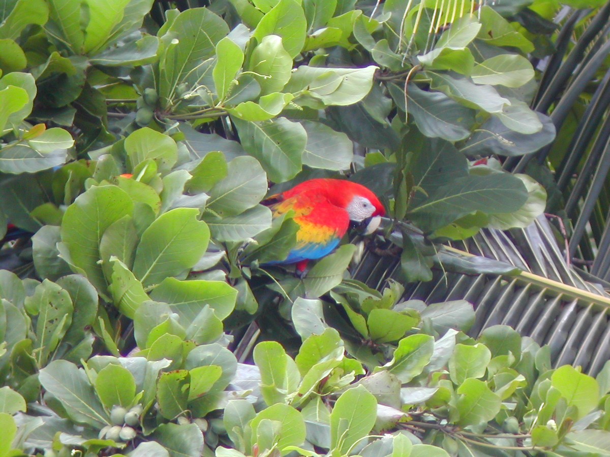 Scarlet Macaw - ML619280271