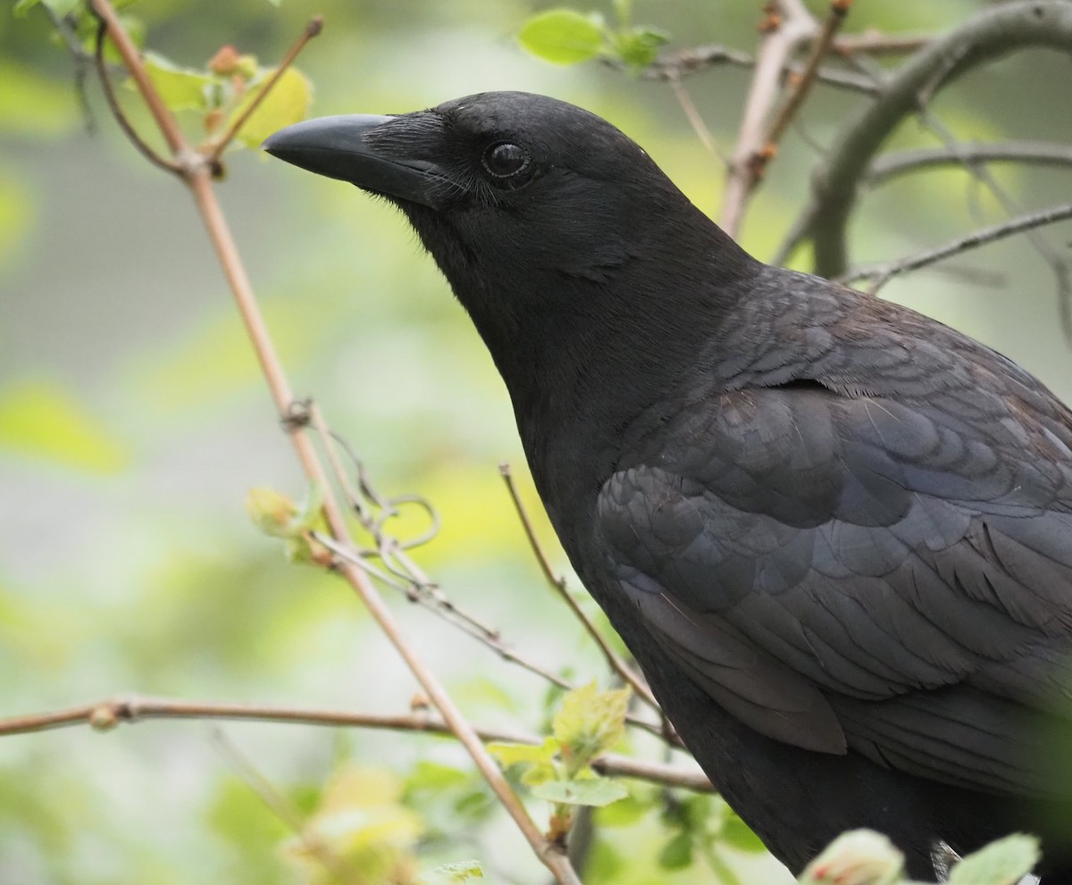 American Crow - André Dionne