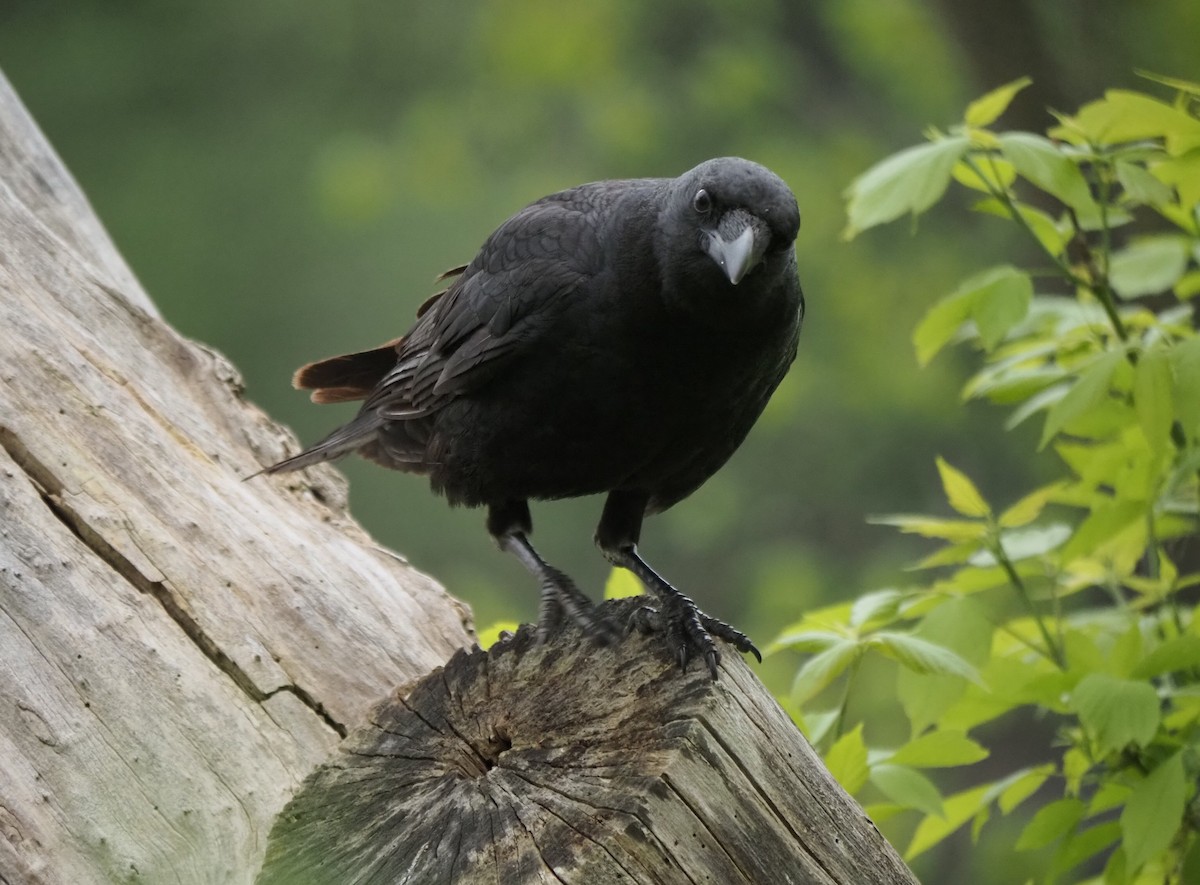 American Crow - André Dionne