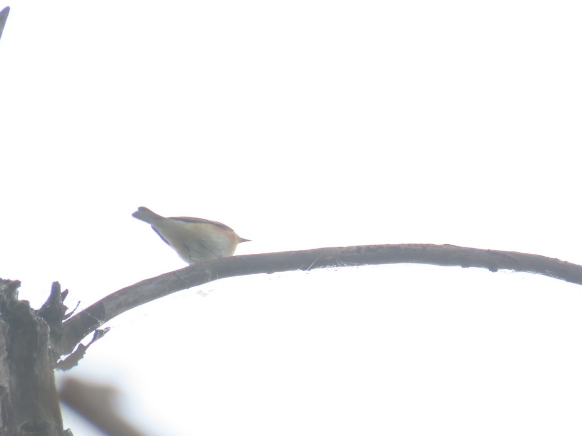 Bay-breasted Warbler - Juliet Berger