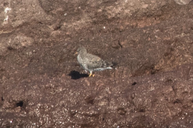 Surfbird - Jodi Boe