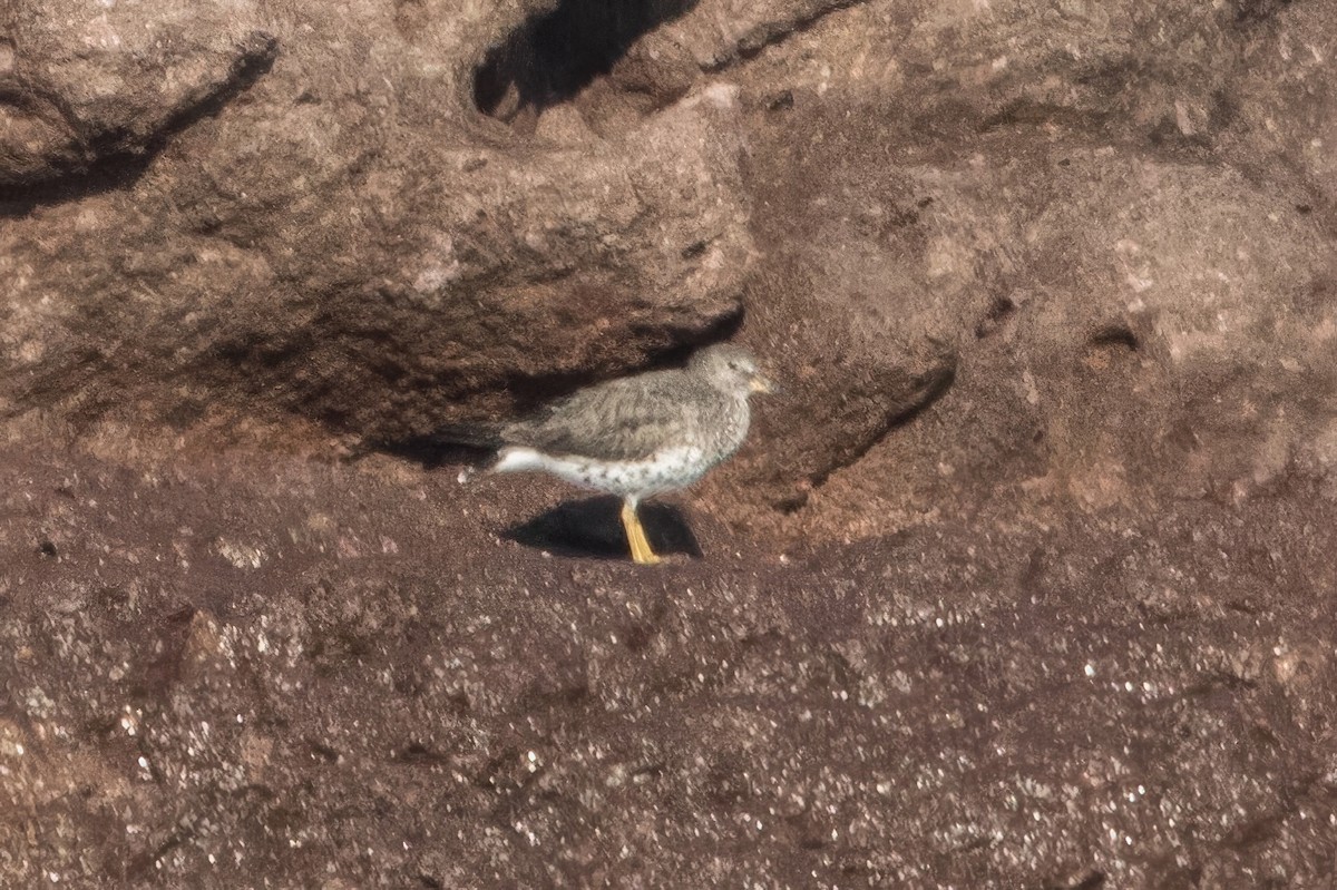 Surfbird - Jodi Boe