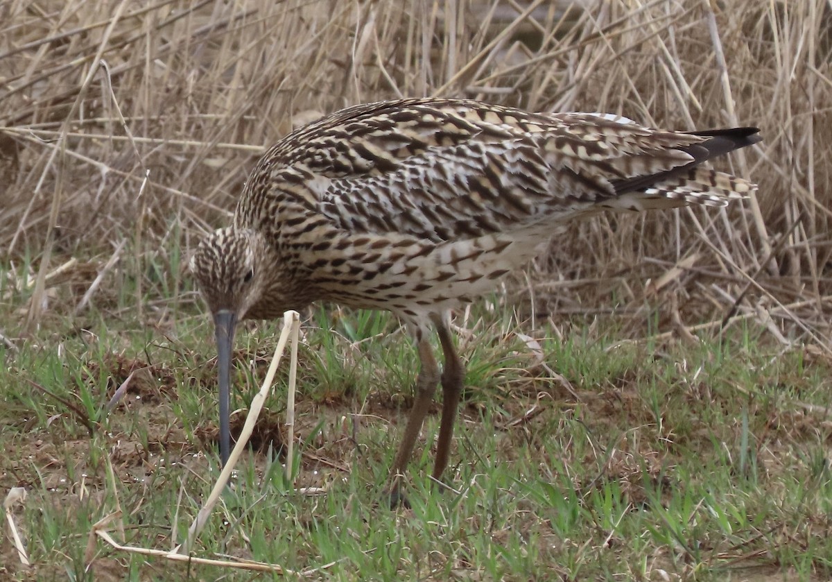 Eurasian Curlew - Suzanne Roberts