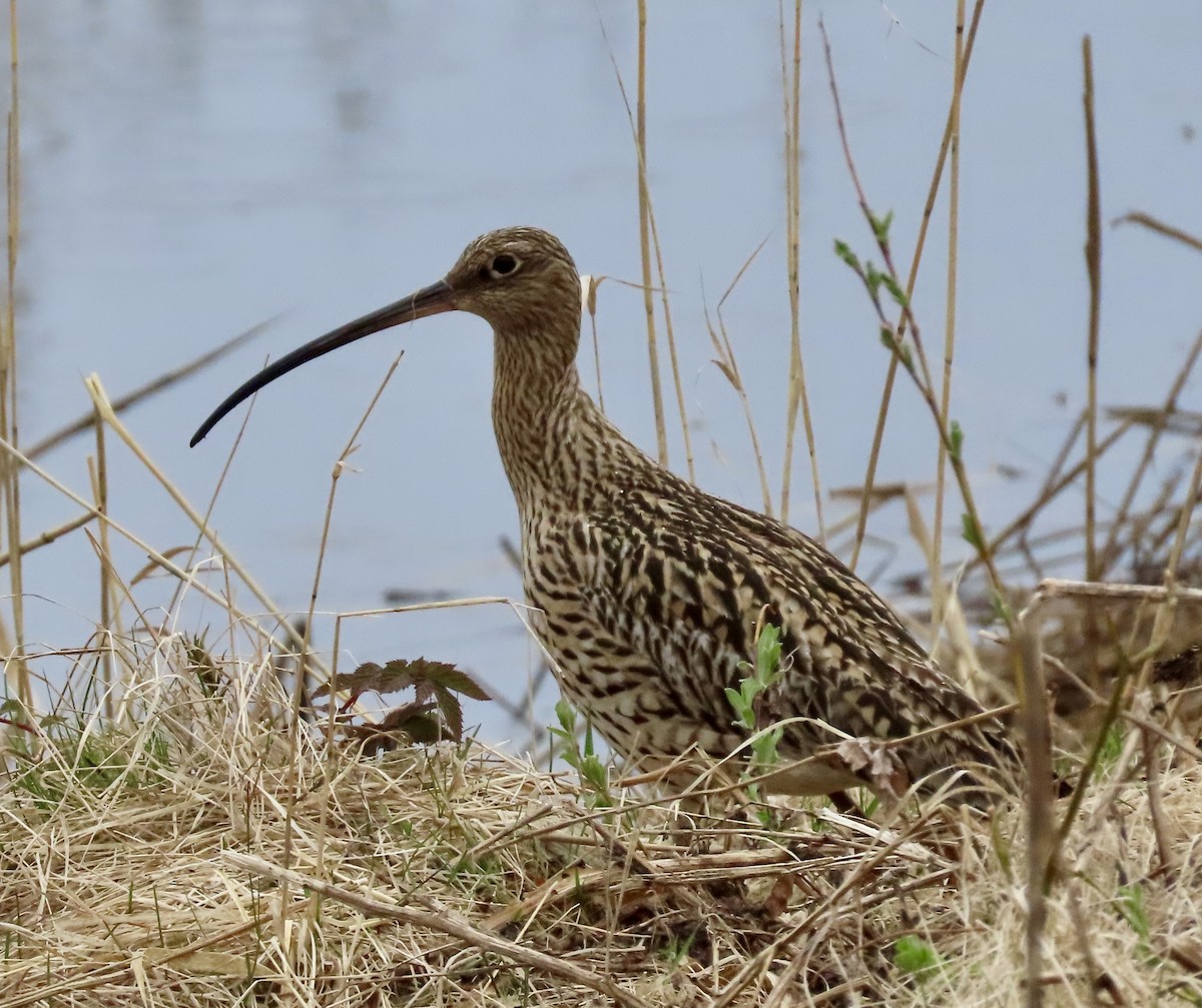 Eurasian Curlew - Suzanne Roberts