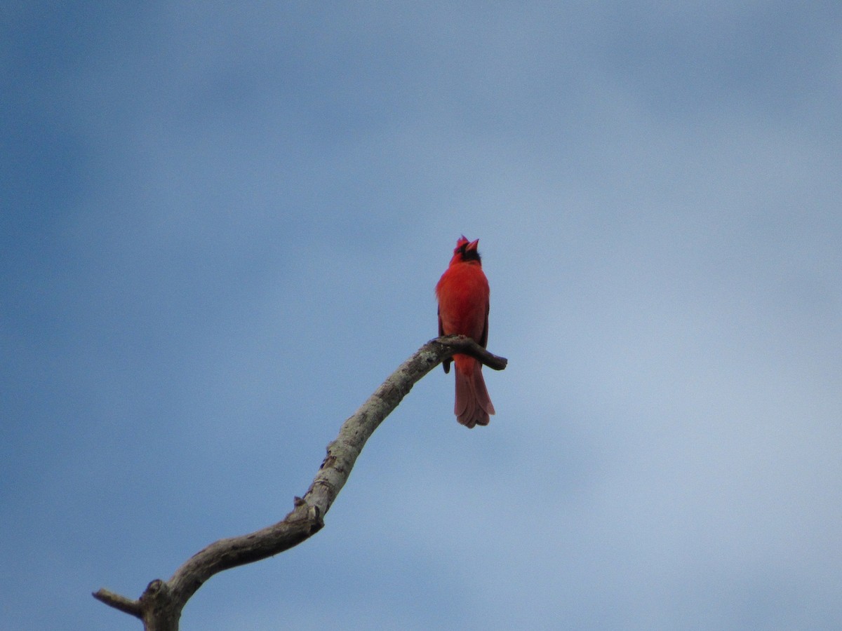 Northern Cardinal - jerry hutchinson