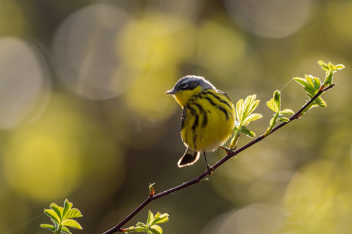 Magnolia Warbler - Charles Villeneuve