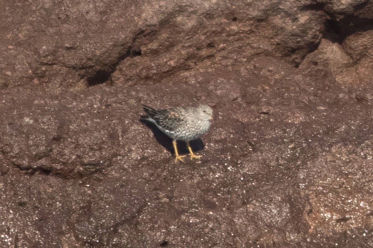 Surfbird - Jodi Boe