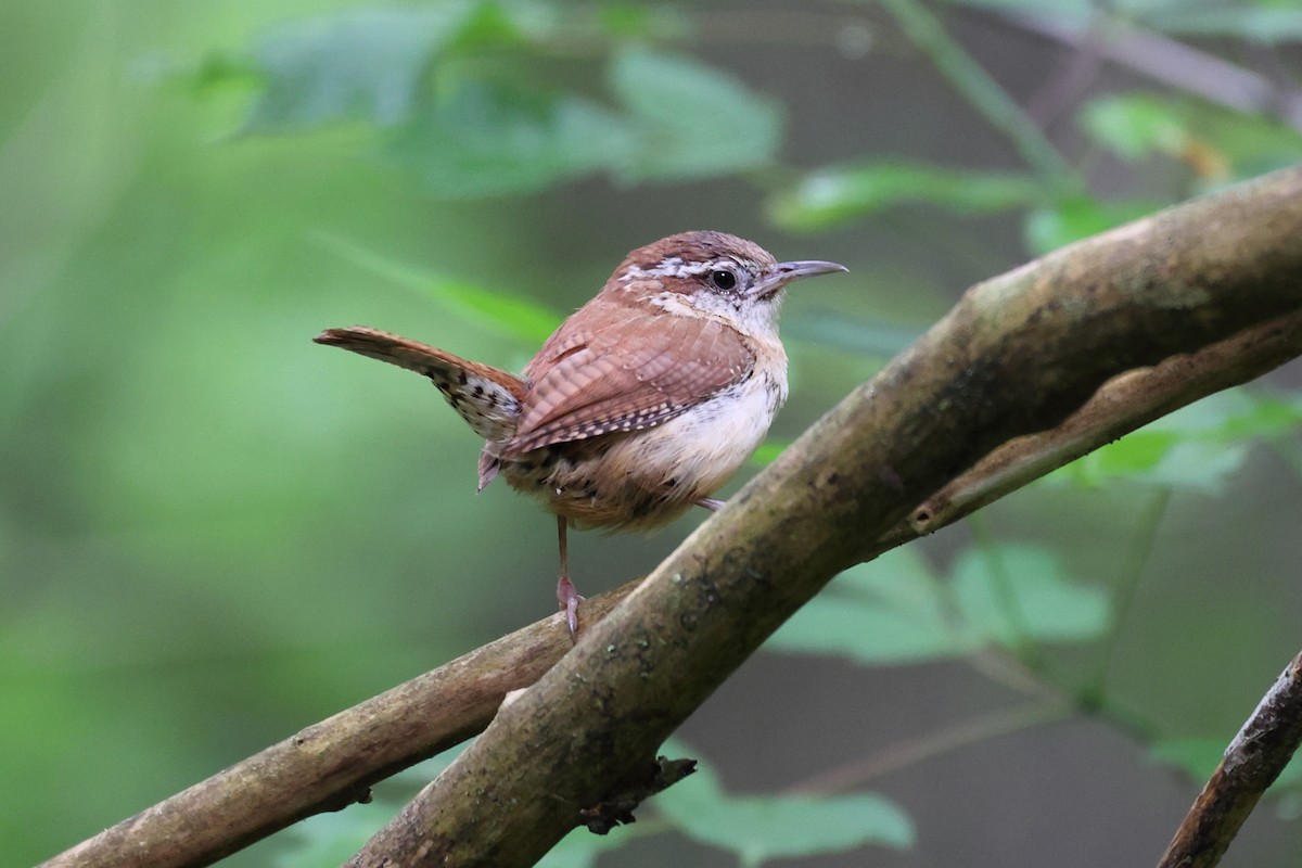 Carolina Wren - Yiming Qiu